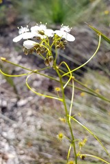 Drosera pallida