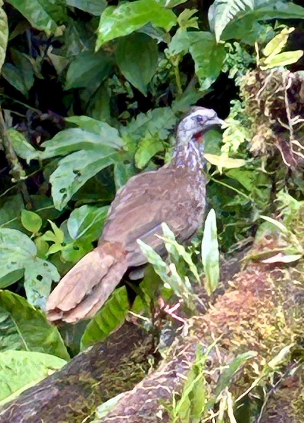 Bearded Guan (Penelope barbata), photo 1