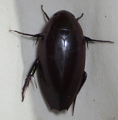 Hydrophilus aculeatus