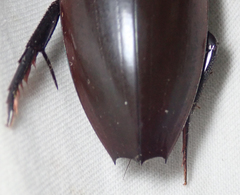 Hydrophilus aculeatus