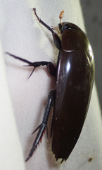 Hydrophilus aculeatus