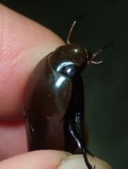 Hydrophilus aculeatus