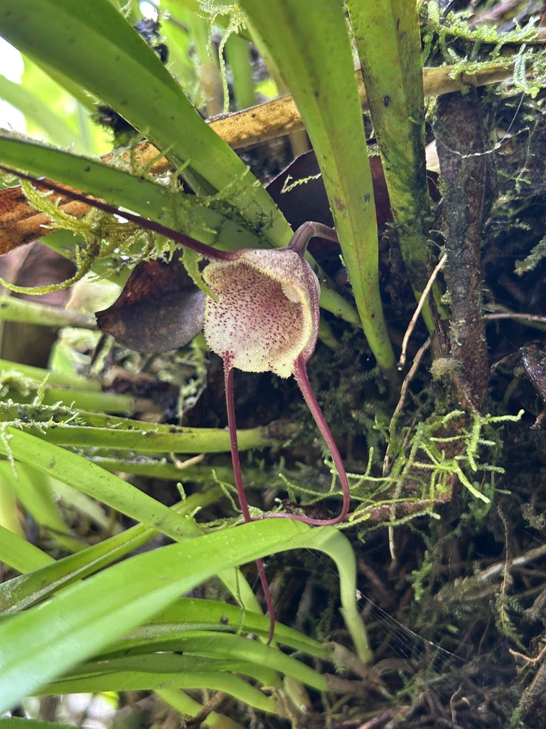 Dracula dalessandroi