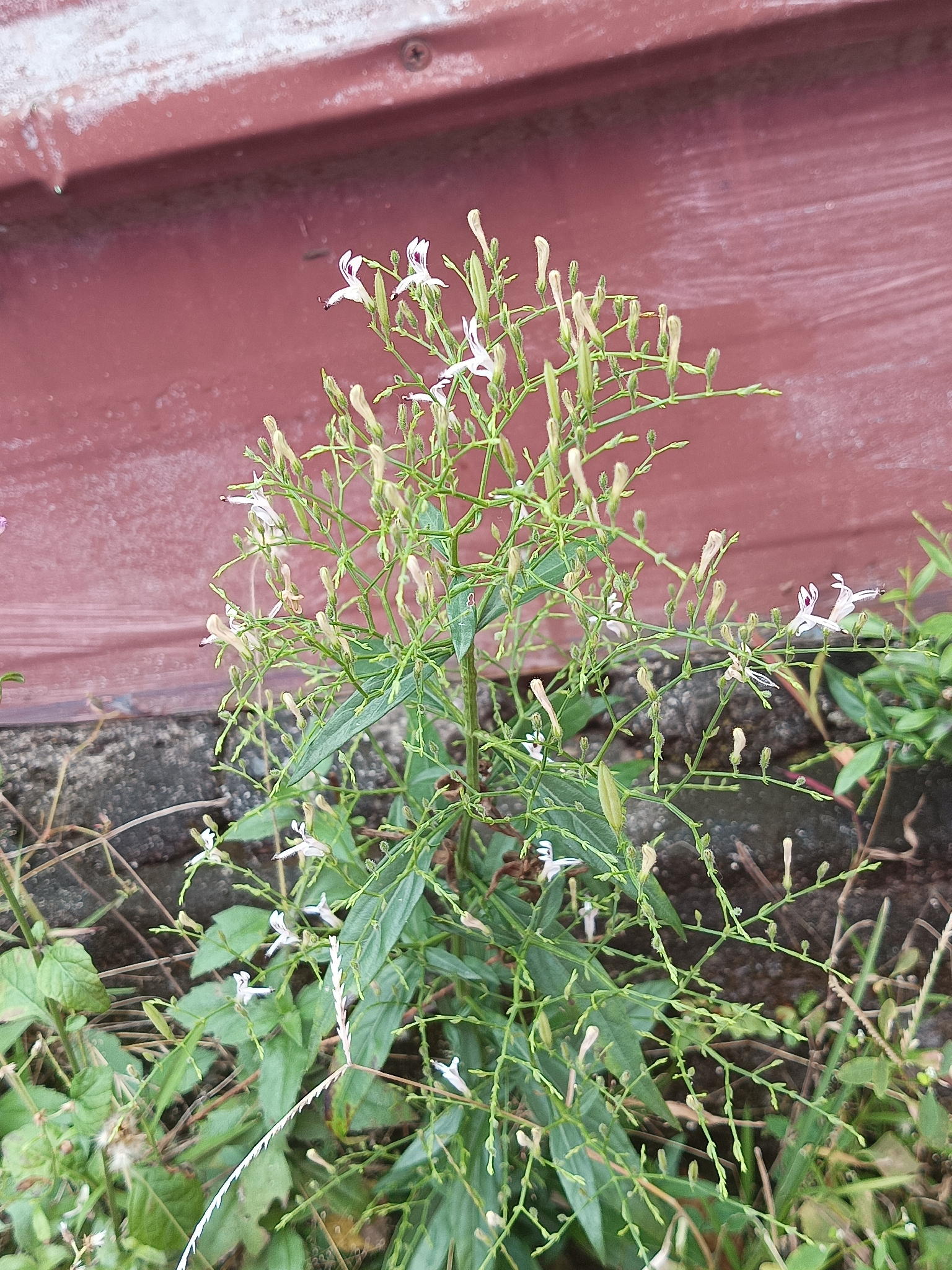 King Of Bitter (Andrographis paniculata)