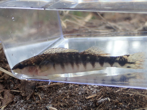 Percina westfalli