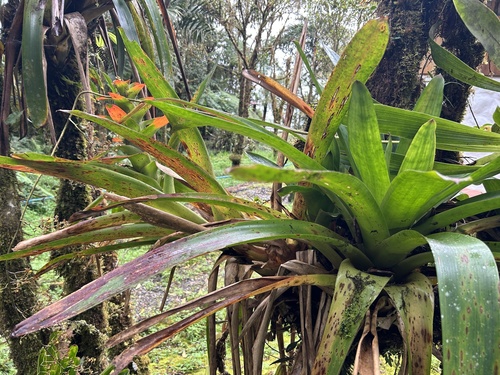 Guzmania gloriosa, photograph 6