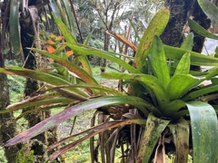 Guzmania gloriosa, photograph (c) Mark, some rights reserved (CC BY)