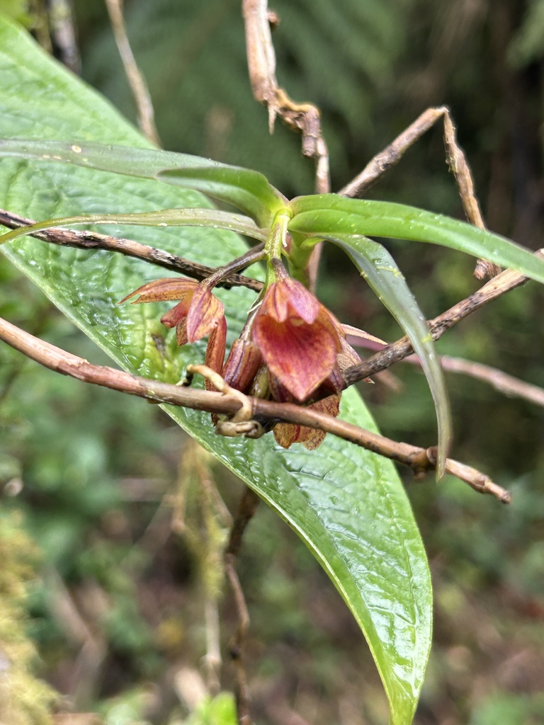 Epidendrum arevaloi (Schltr.) Hágsater 3