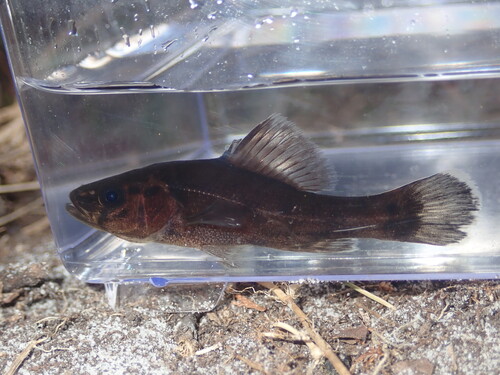 Aphredoderus gibbosus