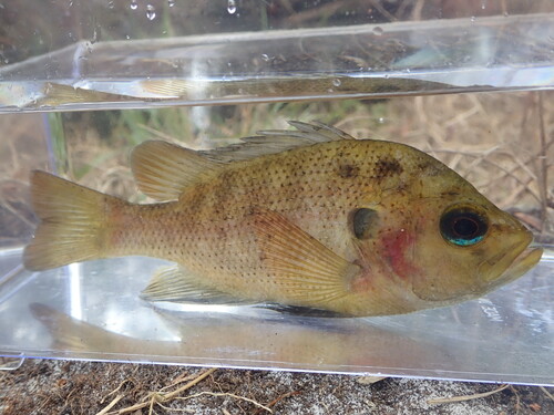 Lepomis punctatus