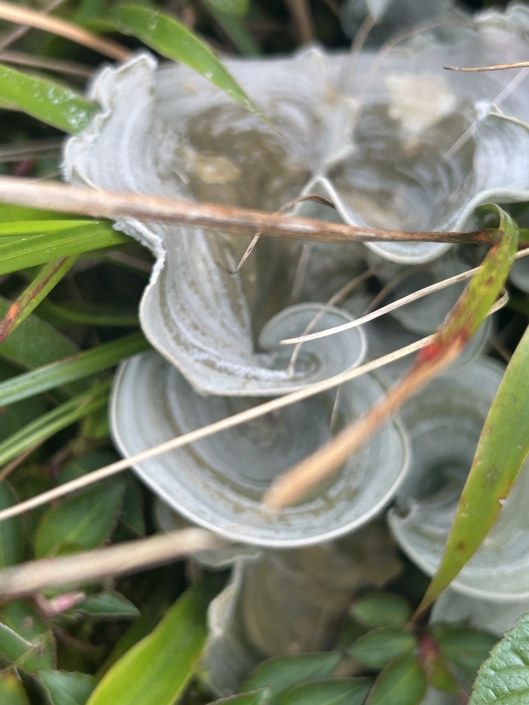 Cora glabrata · February 2026 · photo: © markchandler (iNaturalist, cc-by)