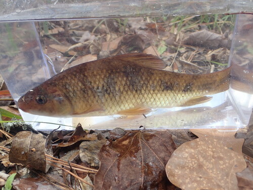 Lake chubsucker (Erimyzon sucetta) — Catostomidae