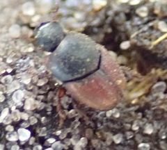 Cleptocaccobius viridicollis