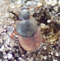 Cleptocaccobius viridicollis