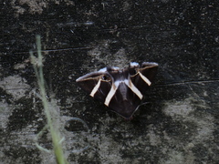 Grammodes oculicola