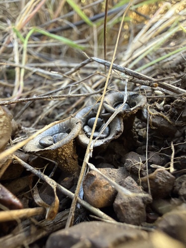 iNaturalist observation photo of Cyathus