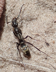 Ophthalmopone berthoudi