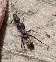 Ophthalmopone berthoudi