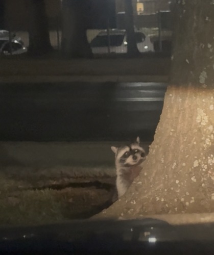 Raccoon