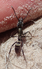 Ophthalmopone berthoudi