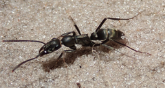 Ophthalmopone berthoudi