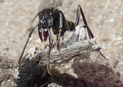 Ophthalmopone berthoudi