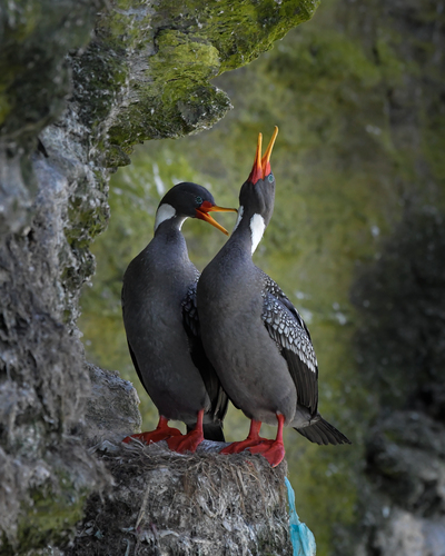 Red-legged Cormorant (Poikilocarbo gaimardi), photo 5