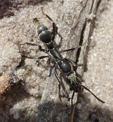 Ophthalmopone berthoudi