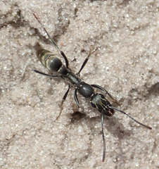 Ophthalmopone berthoudi