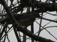 Turdus ignobilis debilis