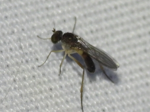 Unknown species found near Handley, Fort Worth, TX 76112, USA