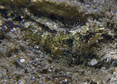 Helcogramma decurrens