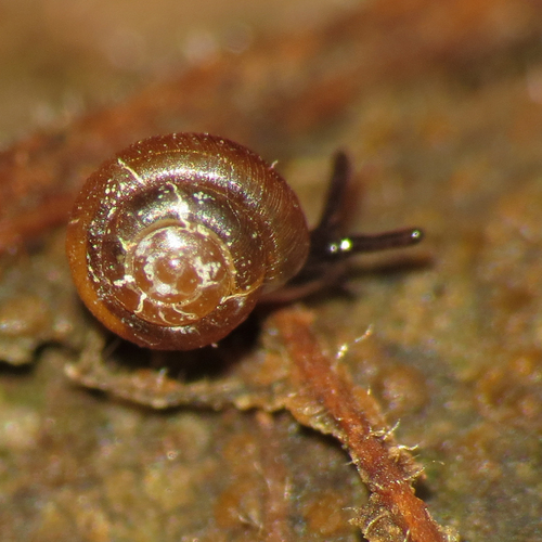 Punctum randolphi observed 2026-02-26