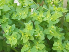 Euphorbia peplus