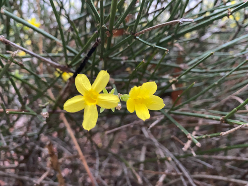 Winter jasmine