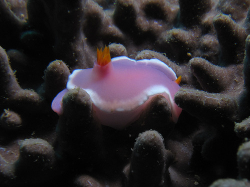 Photo of Apolegma chromodoris (Hypselodoris apolegma)