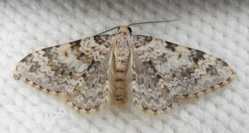 Zenophleps obscurata photo 3