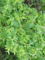 Euphorbia peplus