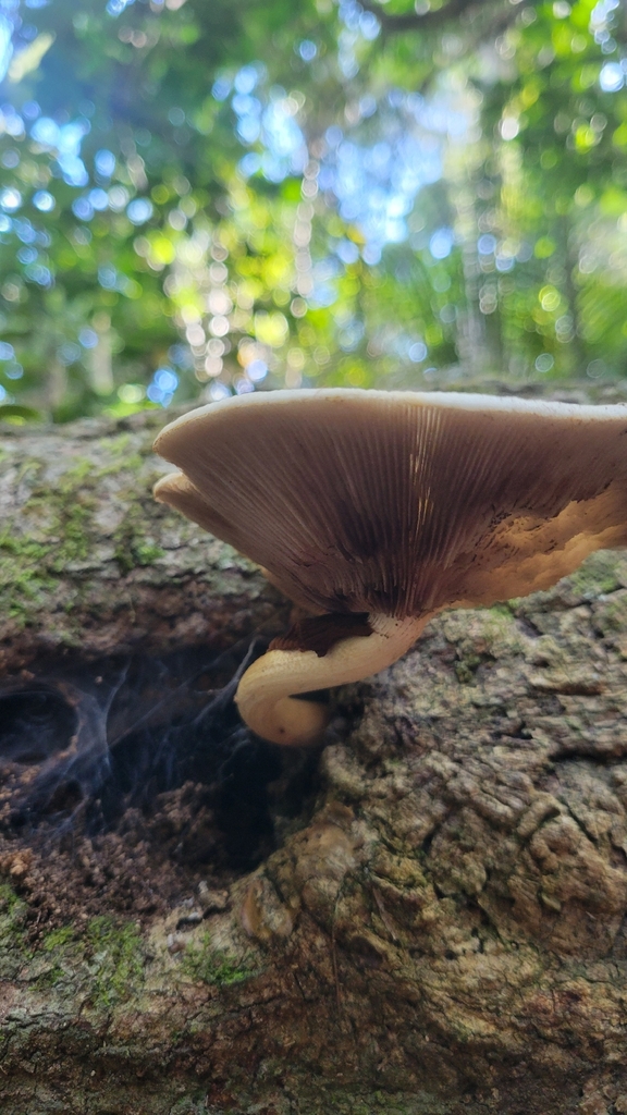 Cyclocybe parasitica · February 2026 · photo: © rvennell (iNaturalist, cc-by)