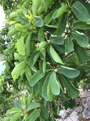 Terminalia porphyrocarpa