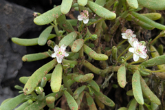 Sesuvium edmonstonei, photograph (c) Kristof Zyskowski, some rights reserved (CC BY)