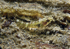 Helcogramma decurrens