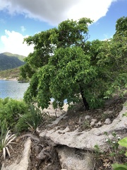 Terminalia porphyrocarpa