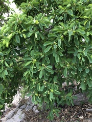 Terminalia porphyrocarpa