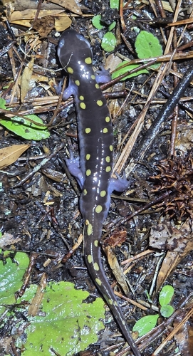 Spotted Salamander