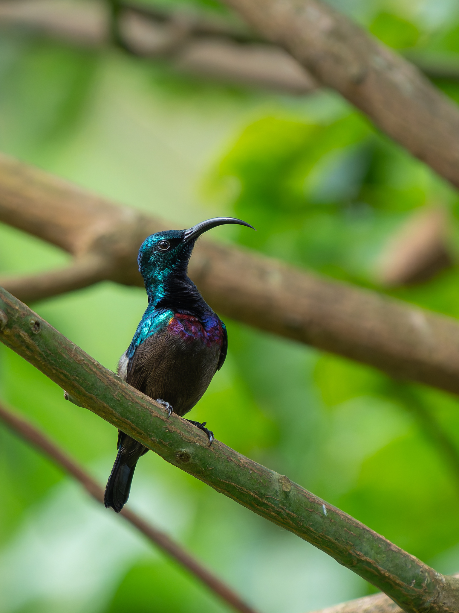 Loten's Sunbird (Cinnyris lotenius), photo 4