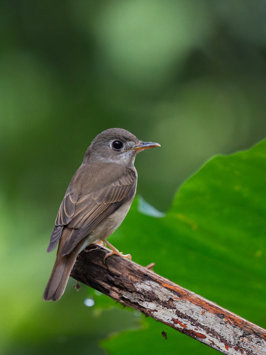 Brown-breasted Flycatcher (Muscicapa muttui), photo 10
