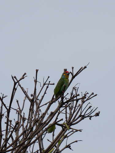 Crimson-fronted Barbet (Psilopogon rubricapillus), photo 3