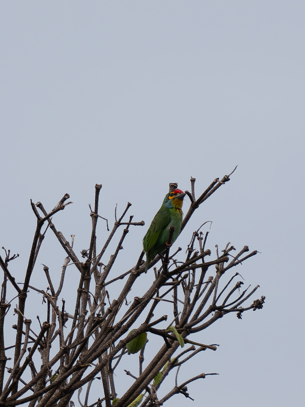 Crimson-fronted Barbet (Psilopogon rubricapillus), photo 3