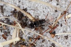 Dieuches maculicollis